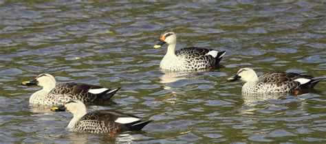 Chandigarh’s Famous Sukhna Lake Losing Its Migratory Birds | NewsClick