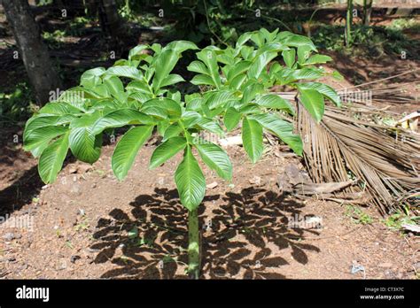 Plant of Elephant foot Yam or Amorphophallus paeoniifolius Stock Photo ...