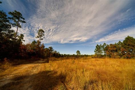 Mississippi weeds - 20 most common | Garden Tips 360