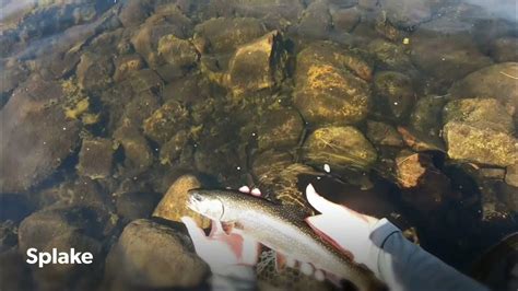 Flyfishing for Splake Trout on the Kennebec River | #fishing #flyfishing #river - YouTube