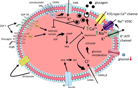 Islet paracrine regulation of alpha cell glucagon secretion. During ...