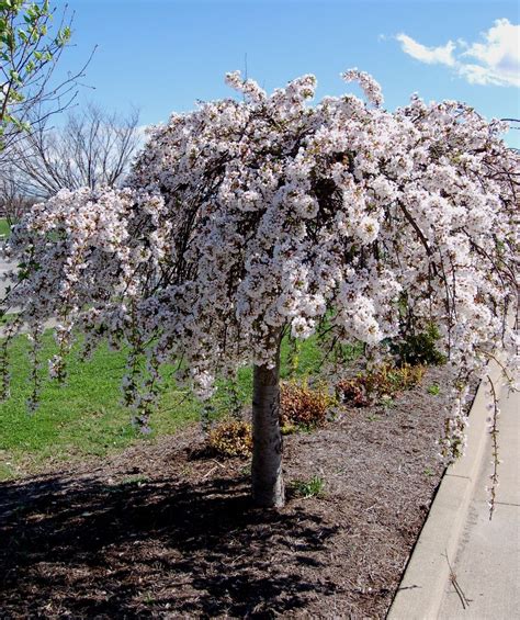 Picture Of Dwarf Weeping Cherry Tree | Lulu & Georgia Blog