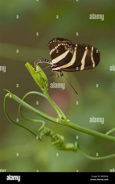 Zebra Longwing Butterfly Life Cycle