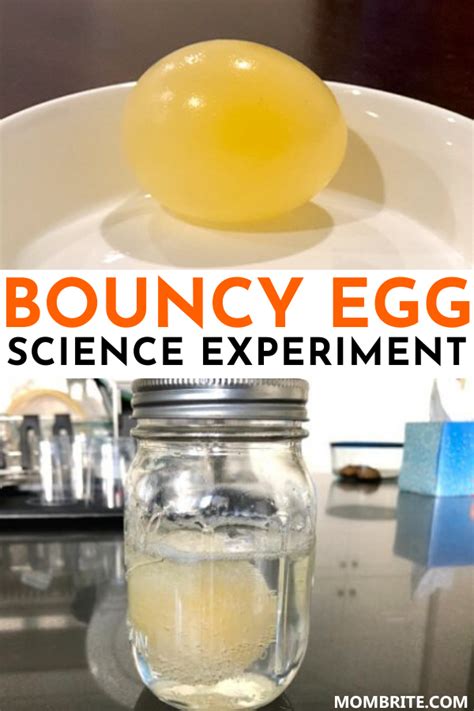 Bouncy egg experiment cool science experiment for kids – Artofit