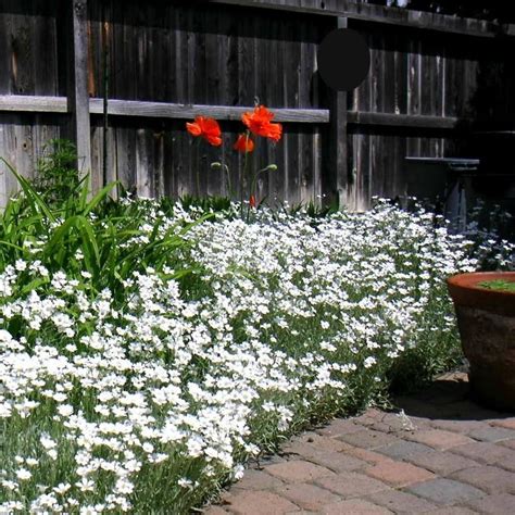 Snow in Summer - Cerastium tomentosum | Snow in summer, Ground cover, Ground cover plants