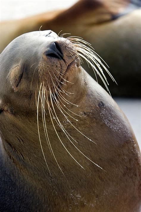 Galapagos Sea Lion Photograph by Steve Allen/science Photo Library - Pixels