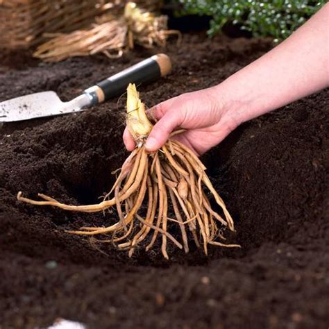 How to Plant Bare Root Perennials