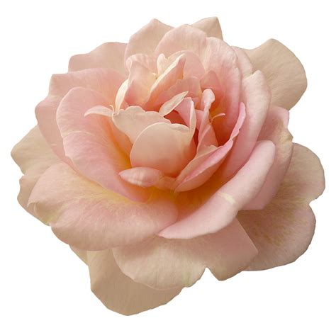 Beautiful pink rose flower | Flower png images, Flower aesthetic, Flower icons