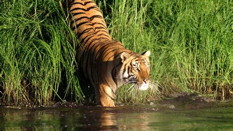 India Tourism: Sunderbans Tourist Attractions | Royal Bengal Tigers of Sundarbans | Sundarbans ...