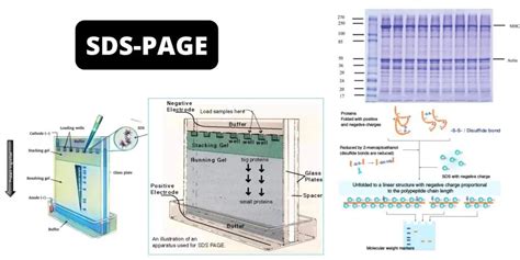 SDS-PAGE - Sodium Dodecyl Sulfate Polyacrylamide Gel Electrophoresis ...