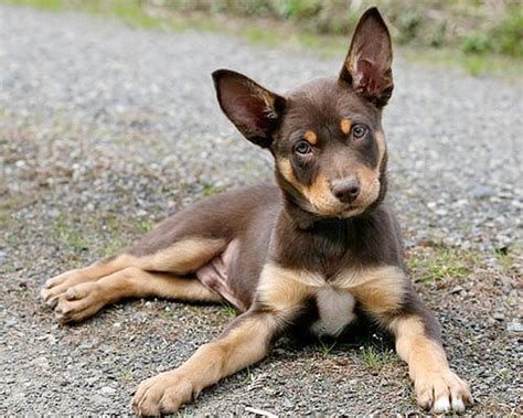 Australian Kelpie Info, Puppies, Mix, Temperament, Pictures