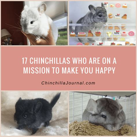 17 Chinchillas Who Are On A Mission To Make You Happy - Chinchilla Journal