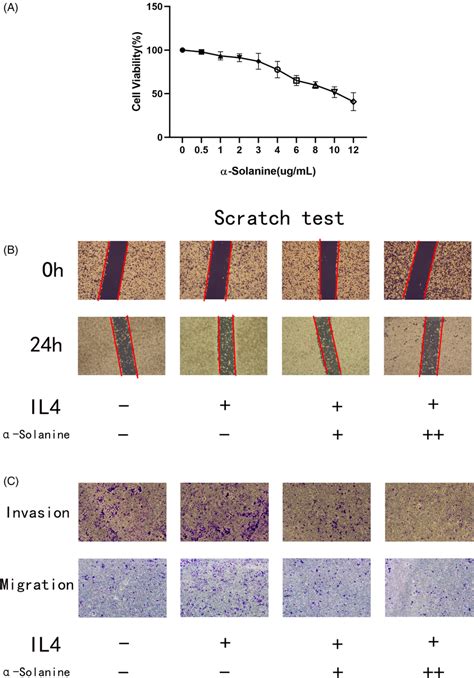 Determination of ɑ-solanine toxicity and its effect on cell migration ...