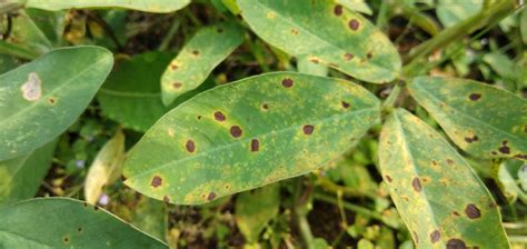 Cercospora Leaf Spot: Prevention and Control