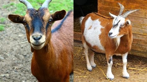 What Does A Goat Sound Like? - Online Field Guide