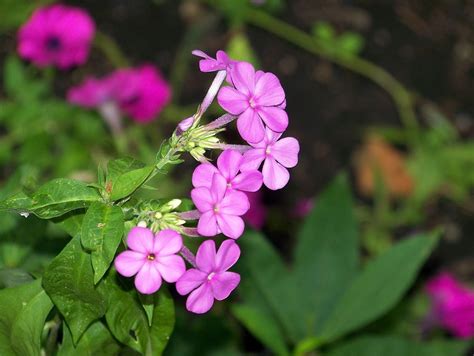 Phlox Pink High Perennial · Free photo on Pixabay