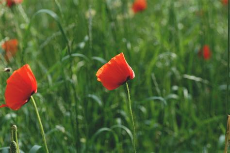 Red and Black Flower on Green Grass Under Blue Clear Sky during Daytime · Free Stock Photo