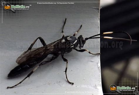 Ichneumon Wasps