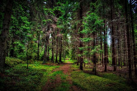 Pine Forest Background Images Attachment Hd Wallpapers Site | My XXX ...