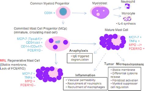 The maturation of mast cell populations is shown here. The myeloid...