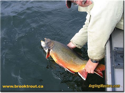 Manitoba Record Brook Trout