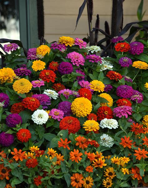 Zinnia elegans Zinnia Zesty™ Mix from Plantworks Nursery