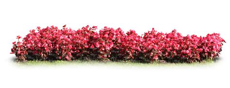 row of blooming red flowers - VIShopper