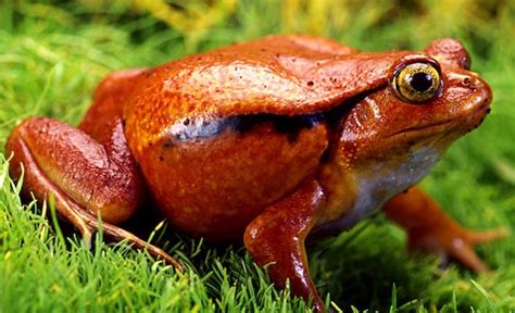 7 Best Pet Frogs That Are a Dream for Beginners & Experts Alike to Own