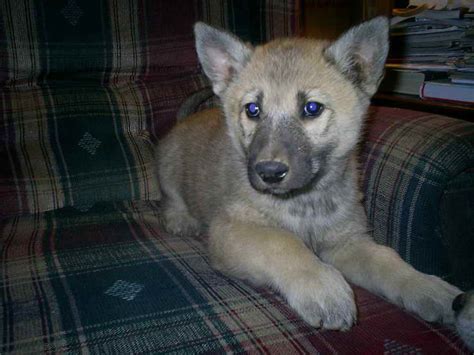 German Shepherd Wolf Hybrid Puppies For Sale | PETSIDI