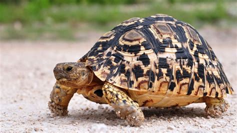 What's a Desert Tortoise? | Pet Turtles - YouTube