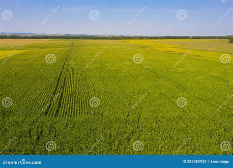 Aerial view of corn field stock photo. Image of aerial - 225982932