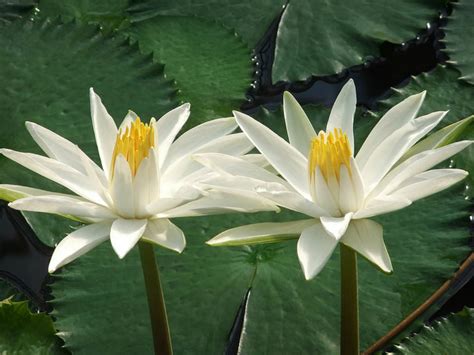 Nymphaea lotus - Tiger Lotus | World of Flowering Plants