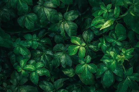 Premium Photo | Foliage of tropical leaf in dark green with rain water ...