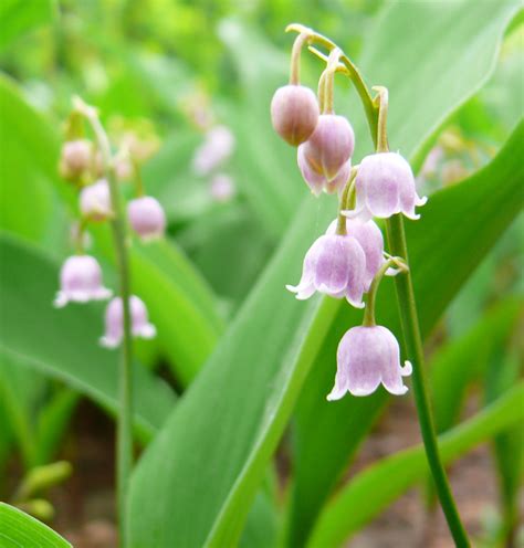 Convallaria majalis var. rosea – Ballyrobert Gardens