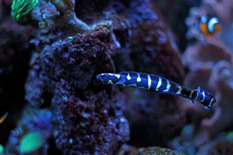 Engineer Goby Care & Info | Maryland Aquarium Design