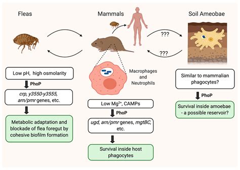 Yersinia pestis: Introduction and morphology - Overall Science