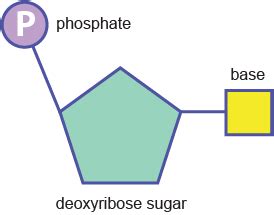 AS Biology OCR: Nucleotides