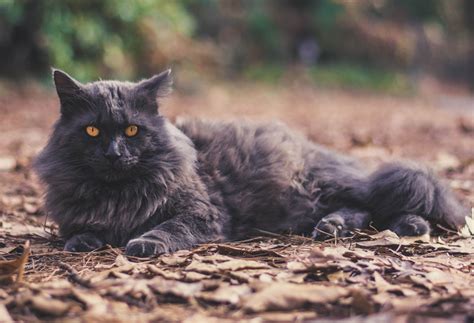 Cat Breed Corner: Nebelung Cat | Mad Paws Blog