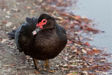 female muscovy duck | Birds | Pinterest