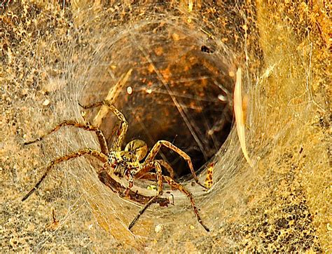 Spiders suck in prey with scary magnetic webs | Grist