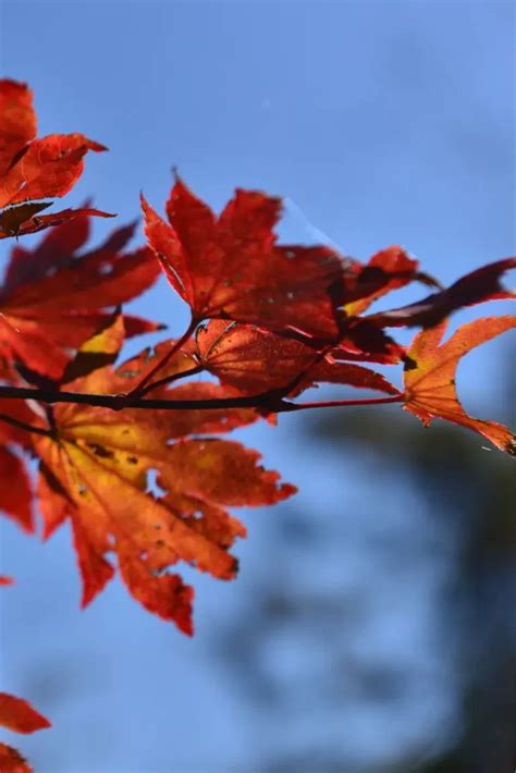 Growing Japanese Maple: Care Tips & Cultivars - Natural World Life