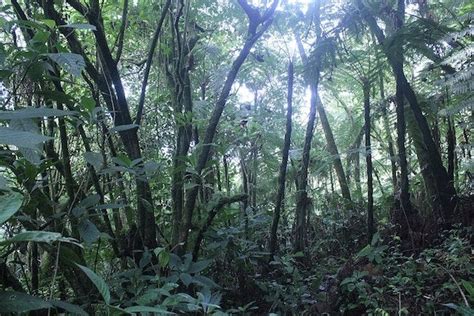 New Tree Species Discovered—and Declared Extinct - Scientific American Blog Network