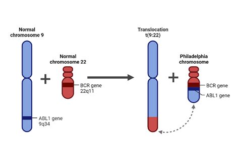 The Philadelphia Chromosome | BioRender Science Templates