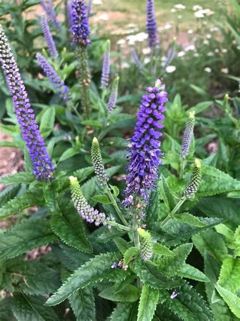 Veronica (Speedwell, Veronica) | North Carolina Extension Gardener ...