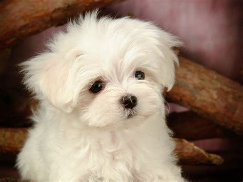 Lovely Little White Fluffy Puppy wallpaper 39 Preview | 10wallpaper.com