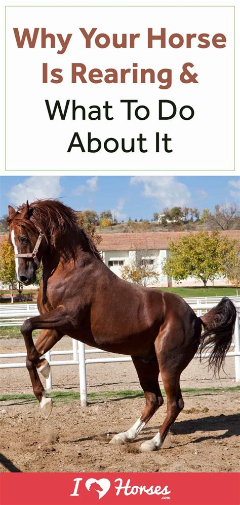 Why Your Horse Is Rearing And What To Do About It