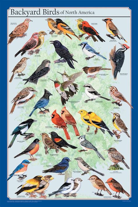 Feenixx Publishing Backyard Birds of North America Poster, 24 x 36 Inches | Colorful birds ...