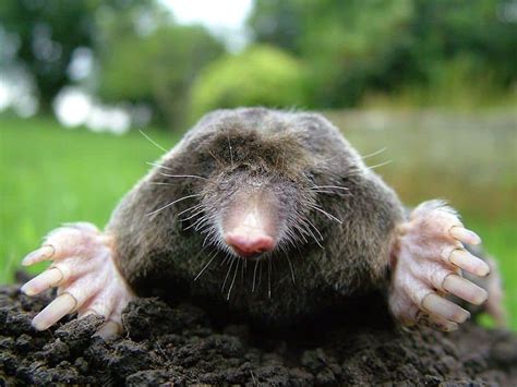 Mole Animal Page | A-Z Animals | A-Z-Animals.com