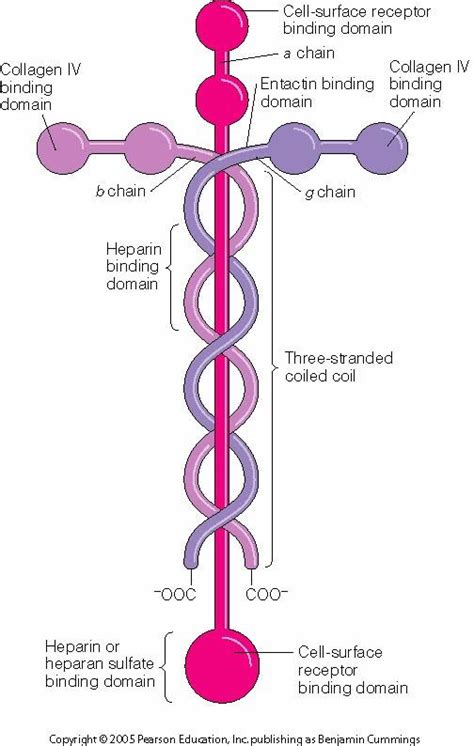 Laminin molecule- this is the molecule that holds our bodies together, Christ holds ALL things ...