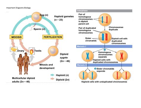 Important Diagrams Biology - 311C - Studocu